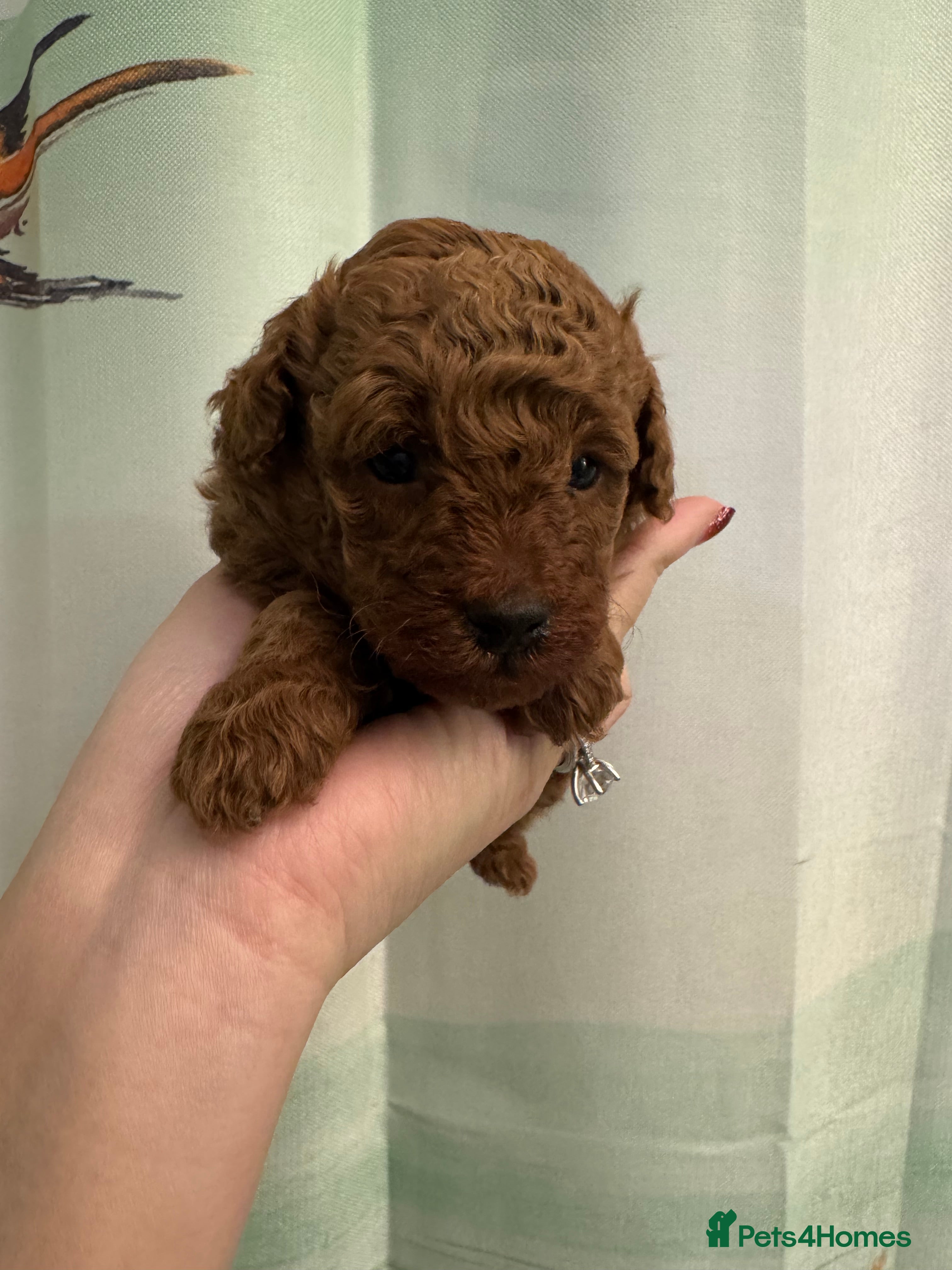 Toy Poodle dogs Champion line Tiny pure dark red toy poodles girl  - Advert 10