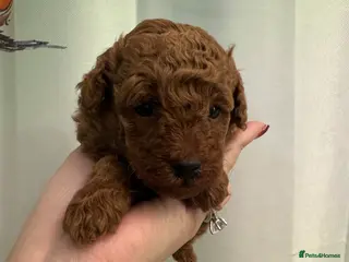 Toy Poodle dogs Champion line Tiny pure dark red toy poodles girl - Advert 10