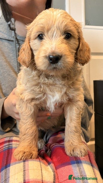 Goldendoodle dogs Australian Golden Doodle Puppies - READY NOW - Advert 2