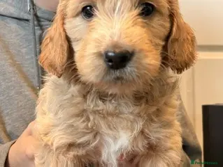 Goldendoodle dogs Australian Golden Doodle Puppies - READY NOW - Advert 6