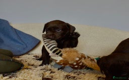 Labrador Retriever dogs for sale: Chocolate Labrador puppies, KC reg, health tested, - Image 5