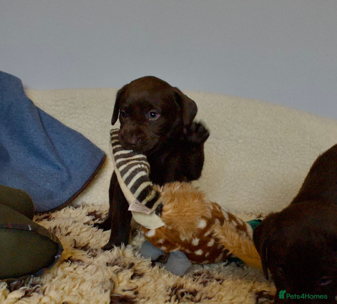 Labrador Retriever dogs for sale: Chocolate Labrador puppies, KC reg, health tested, - Image 5