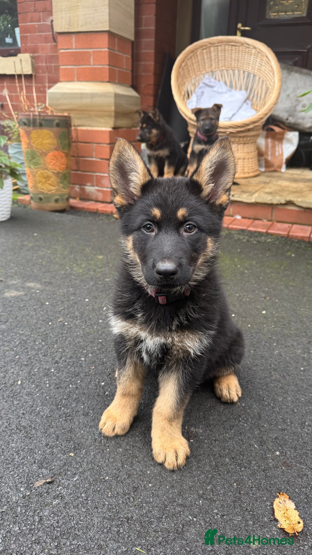 German Shepherd dogs for sale: CUTE golden/black German Shepherd puppies for sale - Advert 10