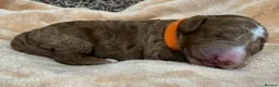 Double Doodle dogs for sale: Sunning littler of Doubledoodle puppies in Grimsby - Advert 19