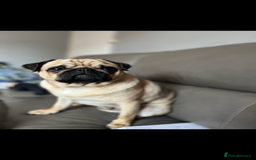 Pug dogs for sale: 6 Year Old Pug Male - Image 2