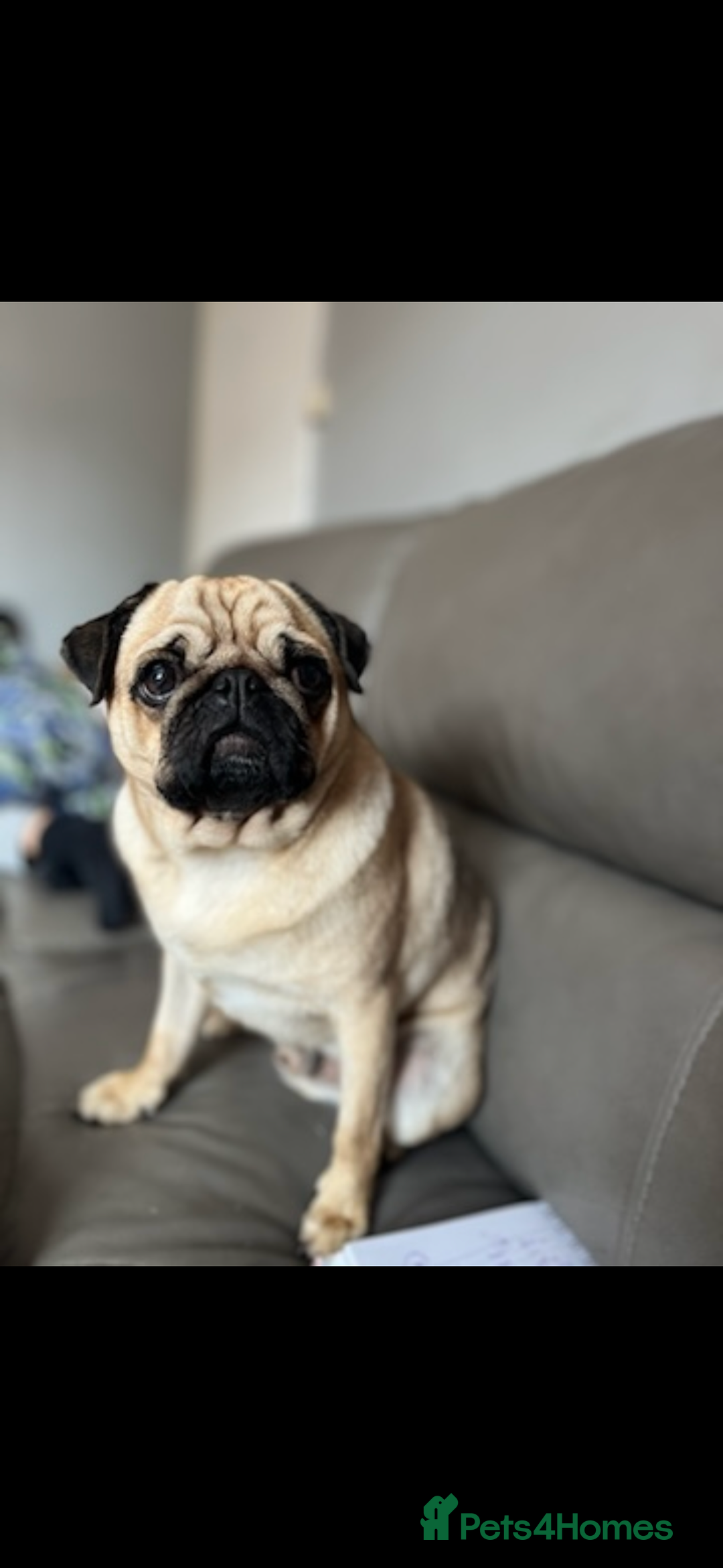Pug dogs for sale: 6 Year Old Pug Male - Image 2
