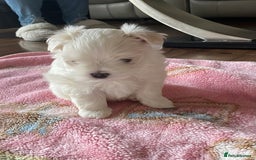 Maltese dogs for sale: Tiny Maltese puppies  - Image 5