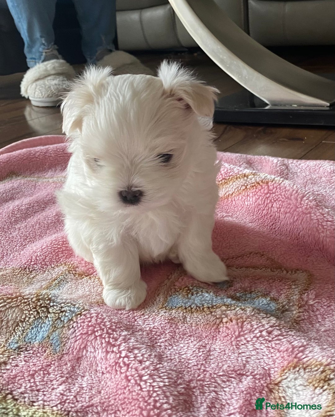 Maltese dogs for sale: Tiny Maltese puppies  - Image 5