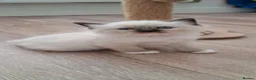 Ragdoll cats for sale: 🩵🩵 Ragdoll kittens Ready Now 🩵🩵 - Advert 4