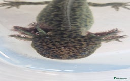 Axolotl reptiles for sale: Axolotls - Image 30