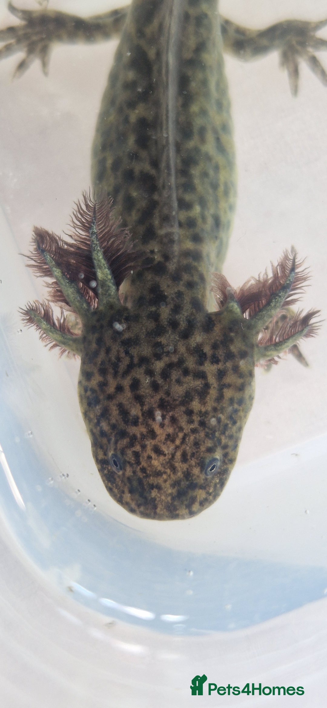 Axolotl reptiles for sale: Axolotls - Image 30