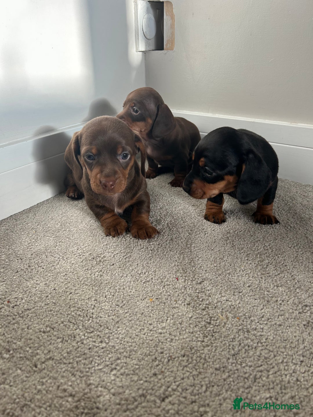 Miniature Dachshund dogs for sale: Miniature Dachshund babies  - Advert 13