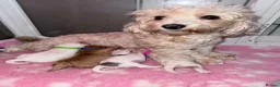 Maltipoo dogs for sale: Stunning Litter of Maltipoo F1B  in Manchester - Advert 2