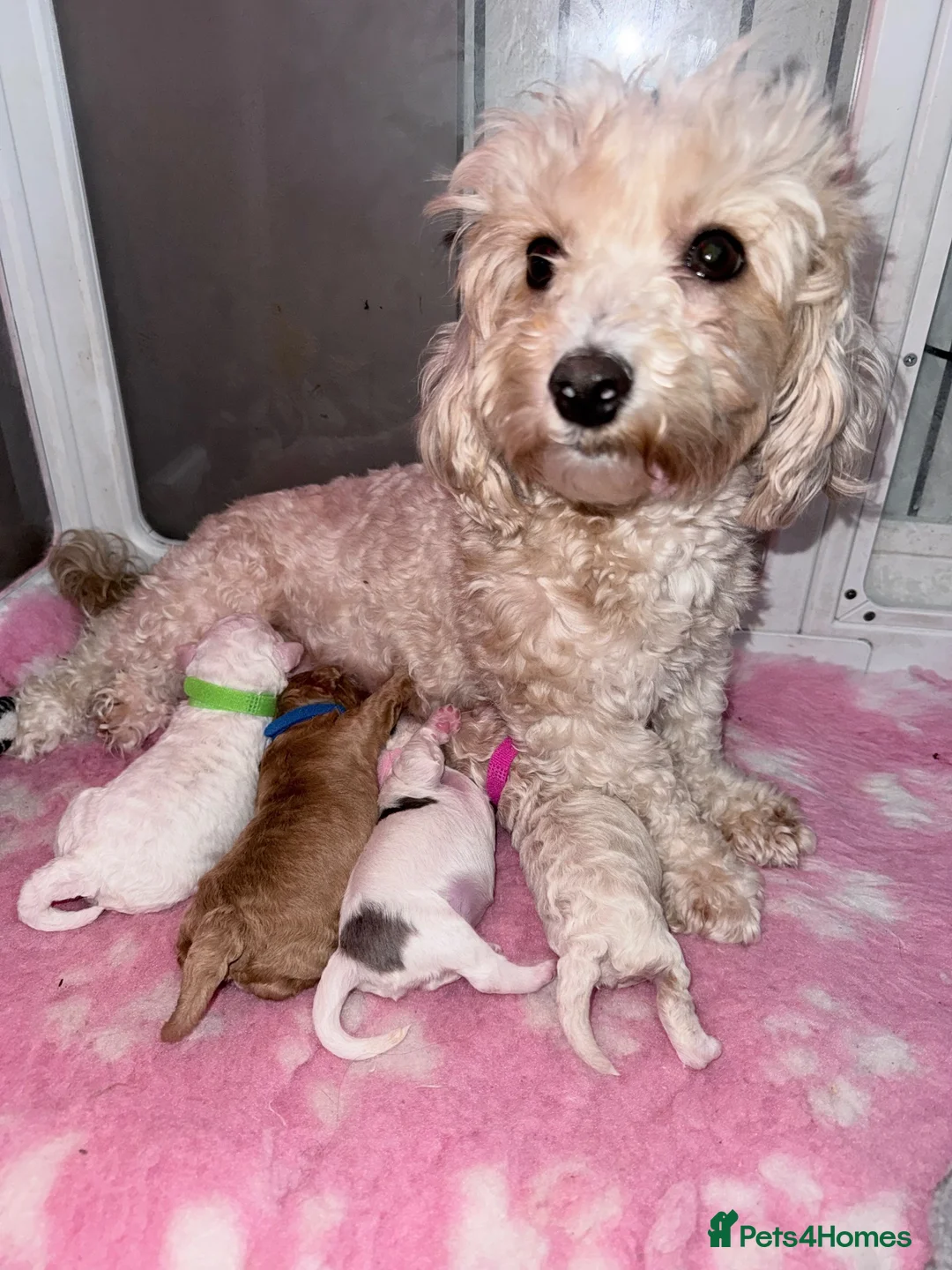 Maltipoo dogs for sale: Stunning Litter of Maltipoo F1B  in Manchester - Advert 2