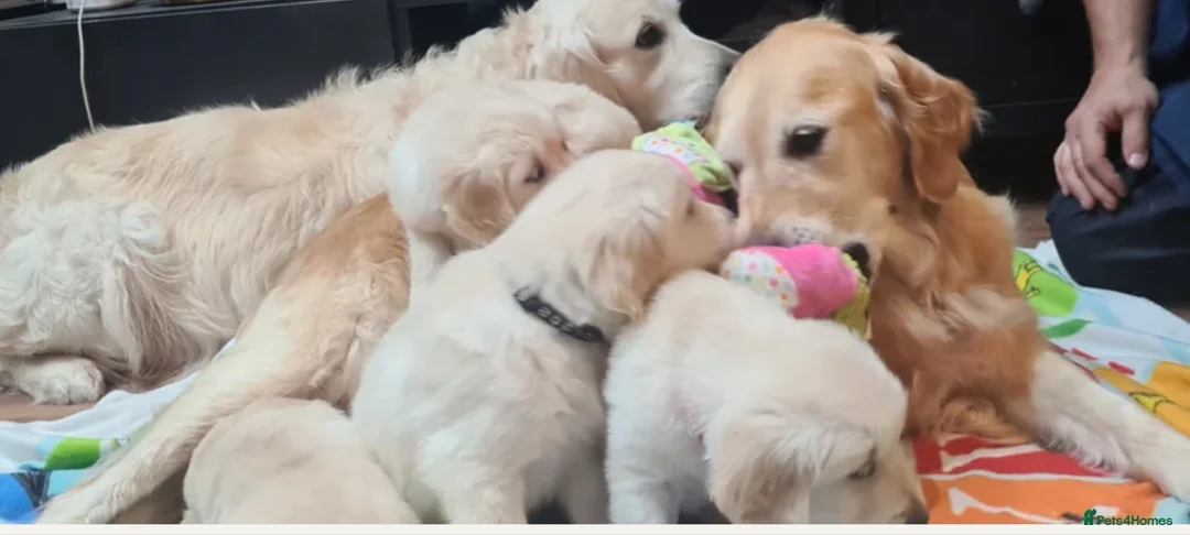 Golden Retriever dogs for sale: Beautiful Golden Retriever Puppies - Advert 11