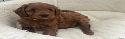 Cavapoo dogs for sale: Outstanding Teddy Bears  - Advert 6