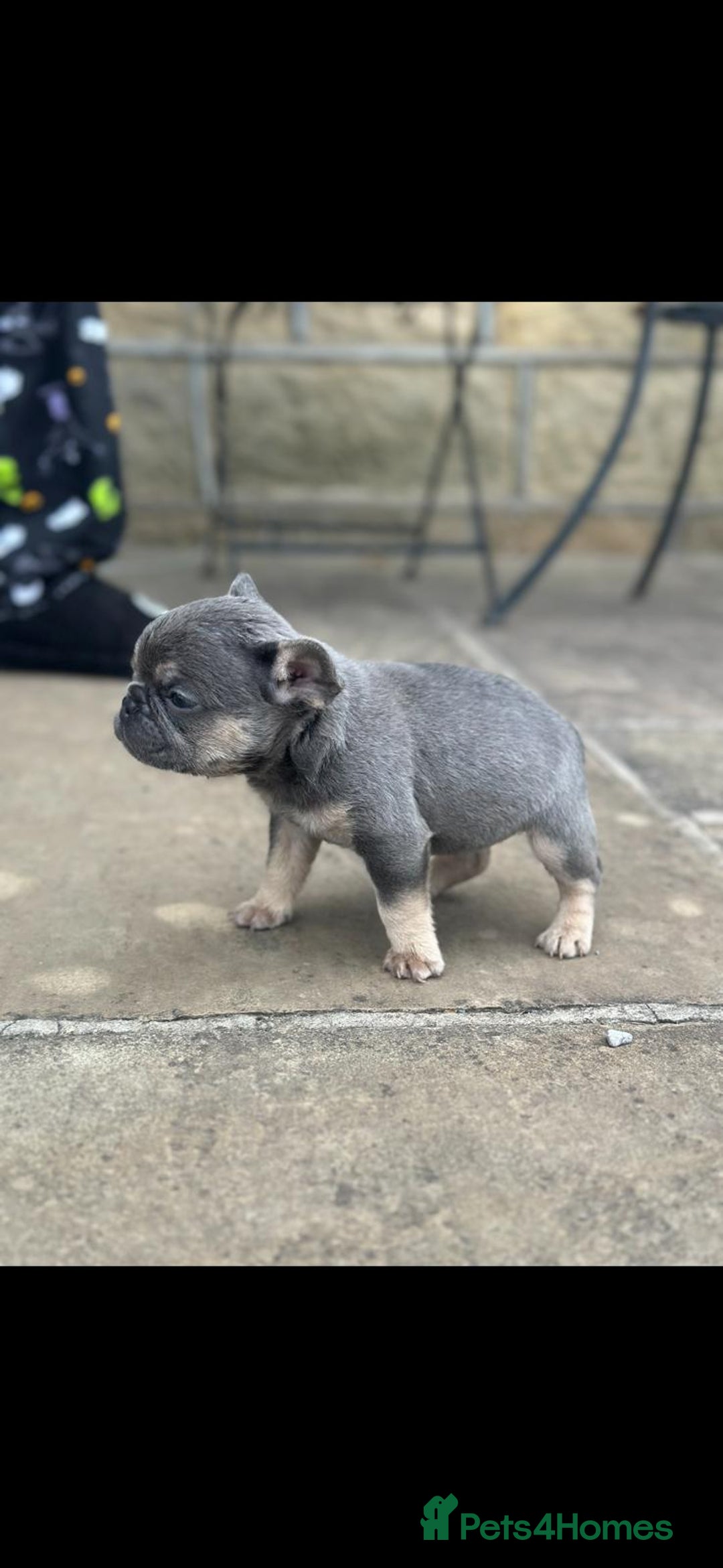 French Bulldog dogs for sale: Miniature French bulldogs carry fluffy  - Image 20