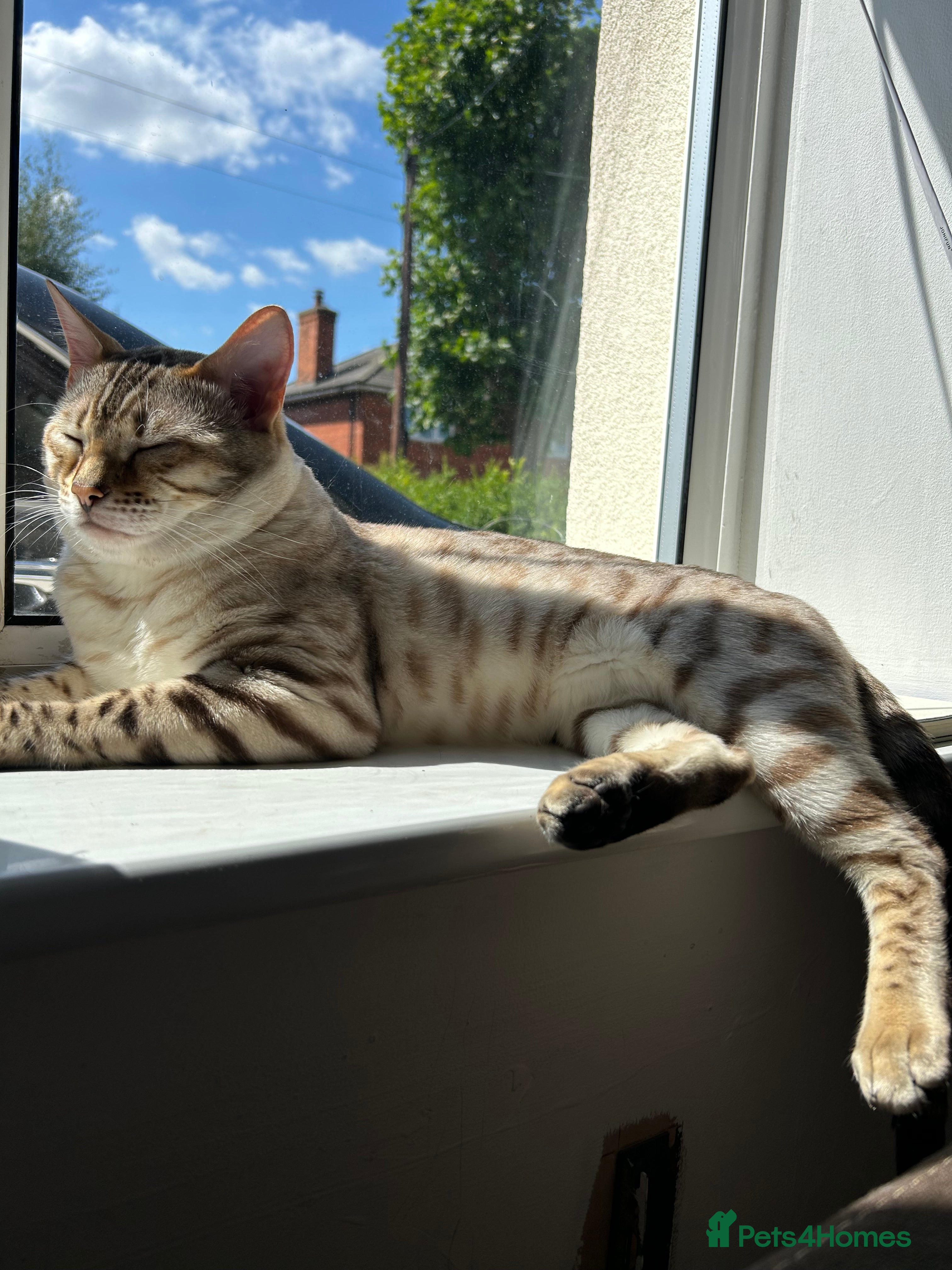 Bengal cats Beautiful bengal for stud in Hull - Advert 3