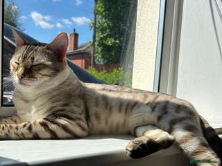 Bengal cats Beautiful bengal for stud in Hull - Advert 10
