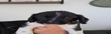 Sprocker 3