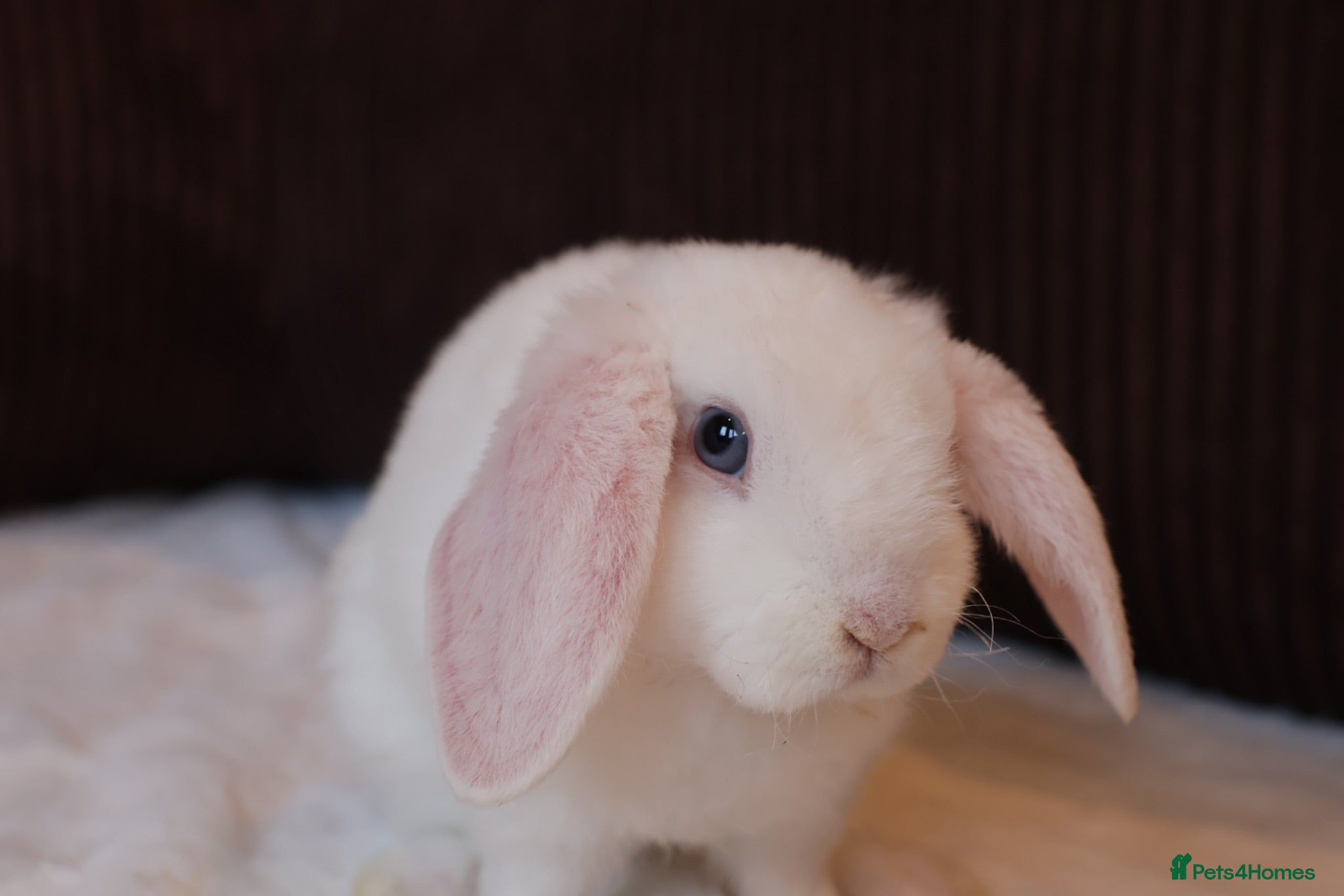 Mini Lop rabbits Mini Plush Lop Buck & Mini Rex Doe Ready  🐰 - Advert 1