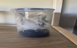 Tarantulas invertebrates for sale: Mix of tarantulas - Image 2
