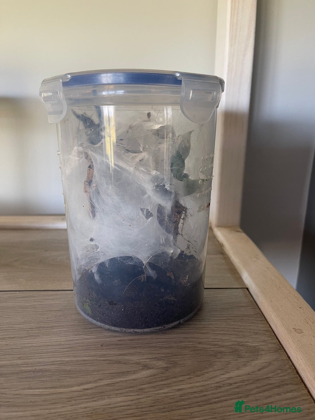 Tarantulas invertebrates for sale: Mix of tarantulas - Image 2