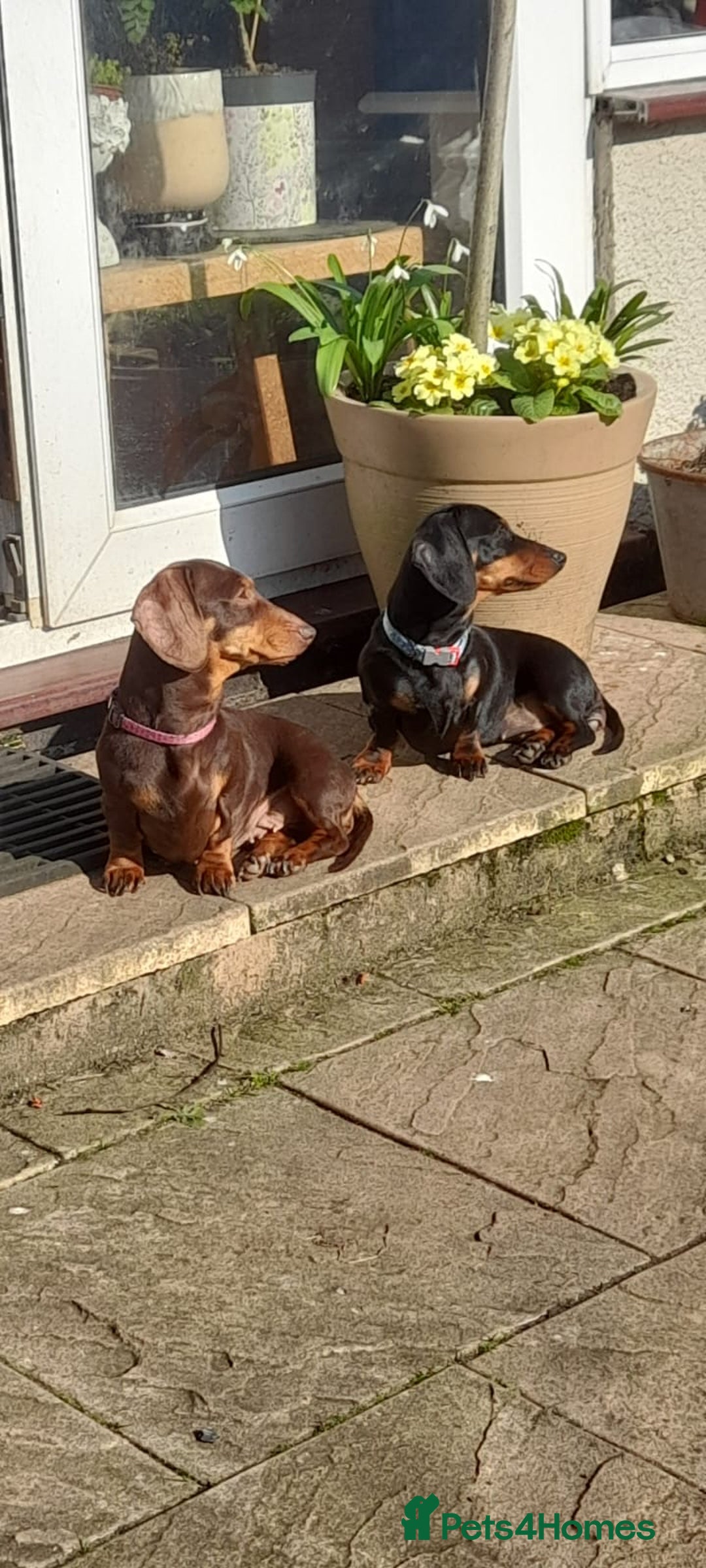Miniature Dachshund dogs for sale: Smooth haired miniature dachshund - Image 9