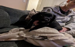Cocker Spaniel dogs for sale: Beautiful cocker spaniel pups - Image 2