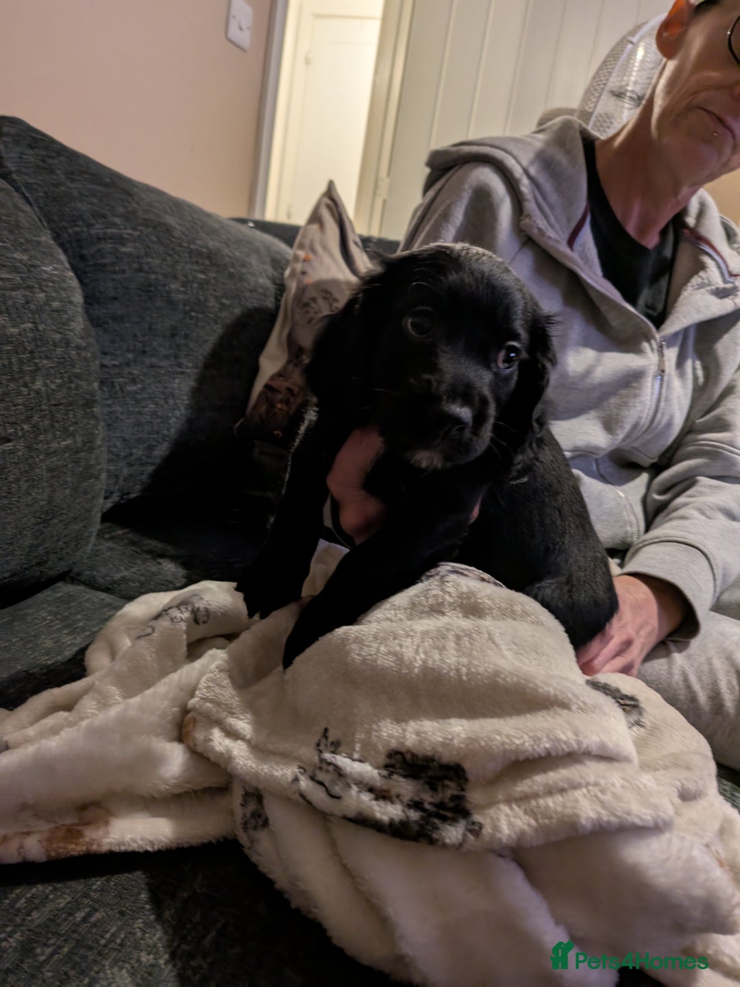 Cocker Spaniel dogs for sale: Beautiful cocker spaniel pups - Image 2