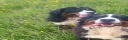 Bernese Mountain Dog dogs for sale: READY NOW Last female KC Bernese puppy  - Advert 16