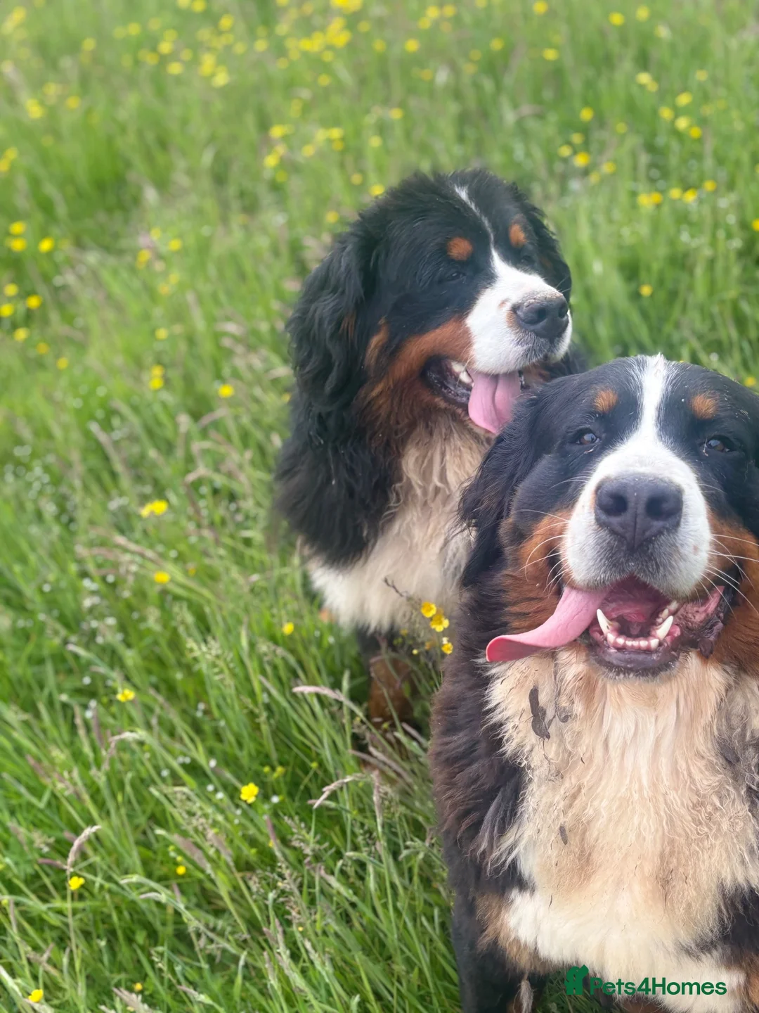 Bernese Mountain Dog dogs for sale: READY NOW Last female KC Bernese puppy  - Advert 16