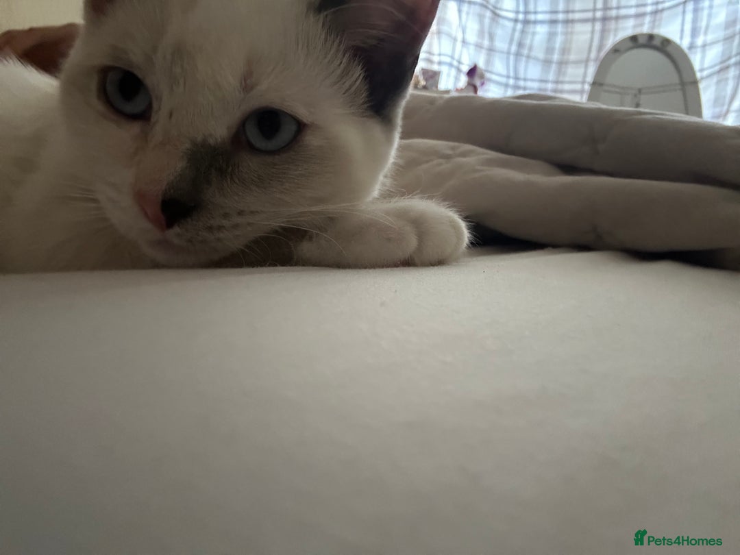 Ragdoll cats for sale: Beautiful, loving and playful girl kitten - Advert 2