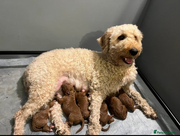 Mixed Breed dogs - Advert 1