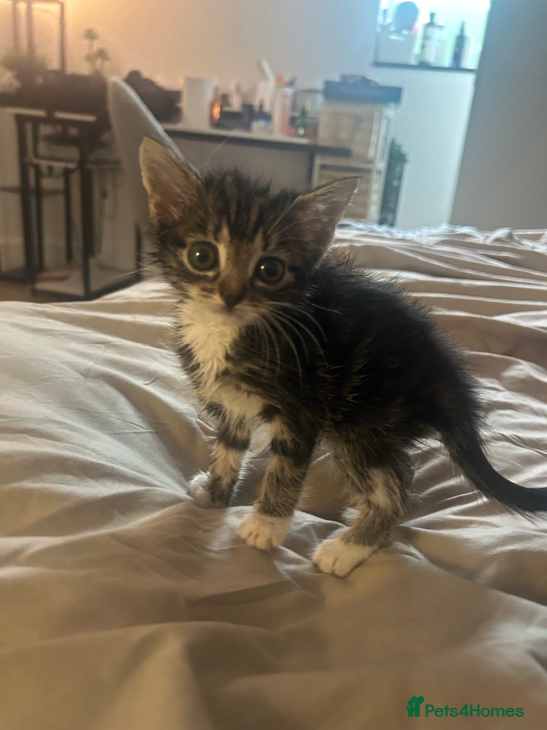 Mixed Breed cats for sale: 2 beautiful kittens ready to go! - Image 2