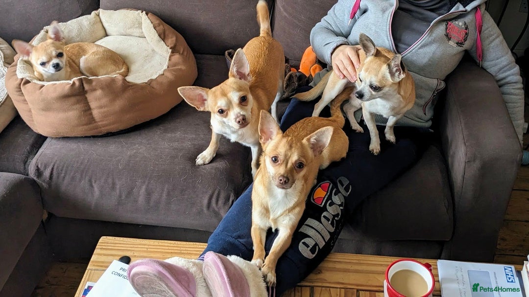 Chihuahua dogs for sale: 2 beautiful chihuahuas - Advert 9