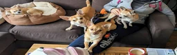 Chihuahua dogs for sale: 2 beautiful chihuahuas - Advert 9