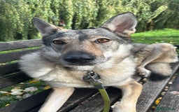 Mixed Breed dogs for sale: Czechoslovakian wolfdog for good home - Image 5