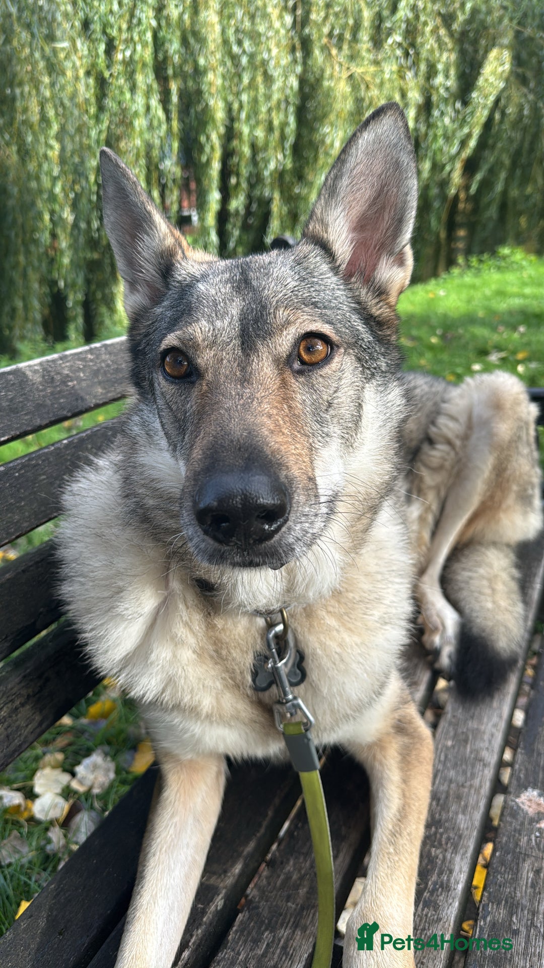Mixed Breed dogs for sale: Czechoslovakian wolfdog for good home - Image 5