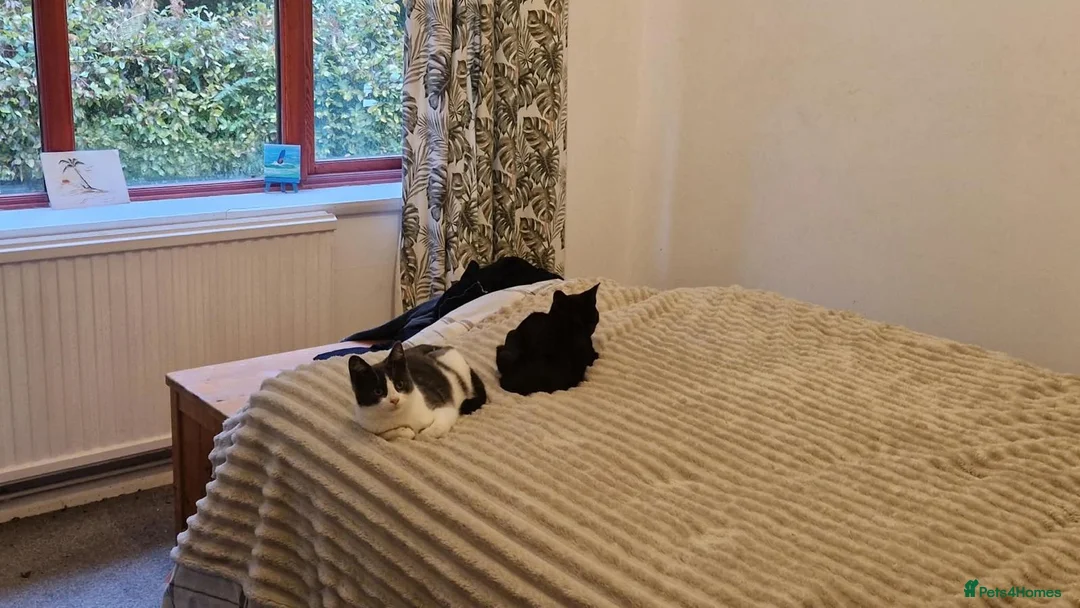 Mixed Breed cats for adoption: Bonded pair Limpet & Pip looking for a home - Advert 2