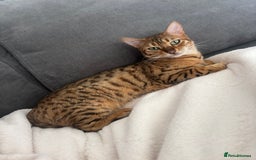 Bengal cats for sale: Callie - Image 3