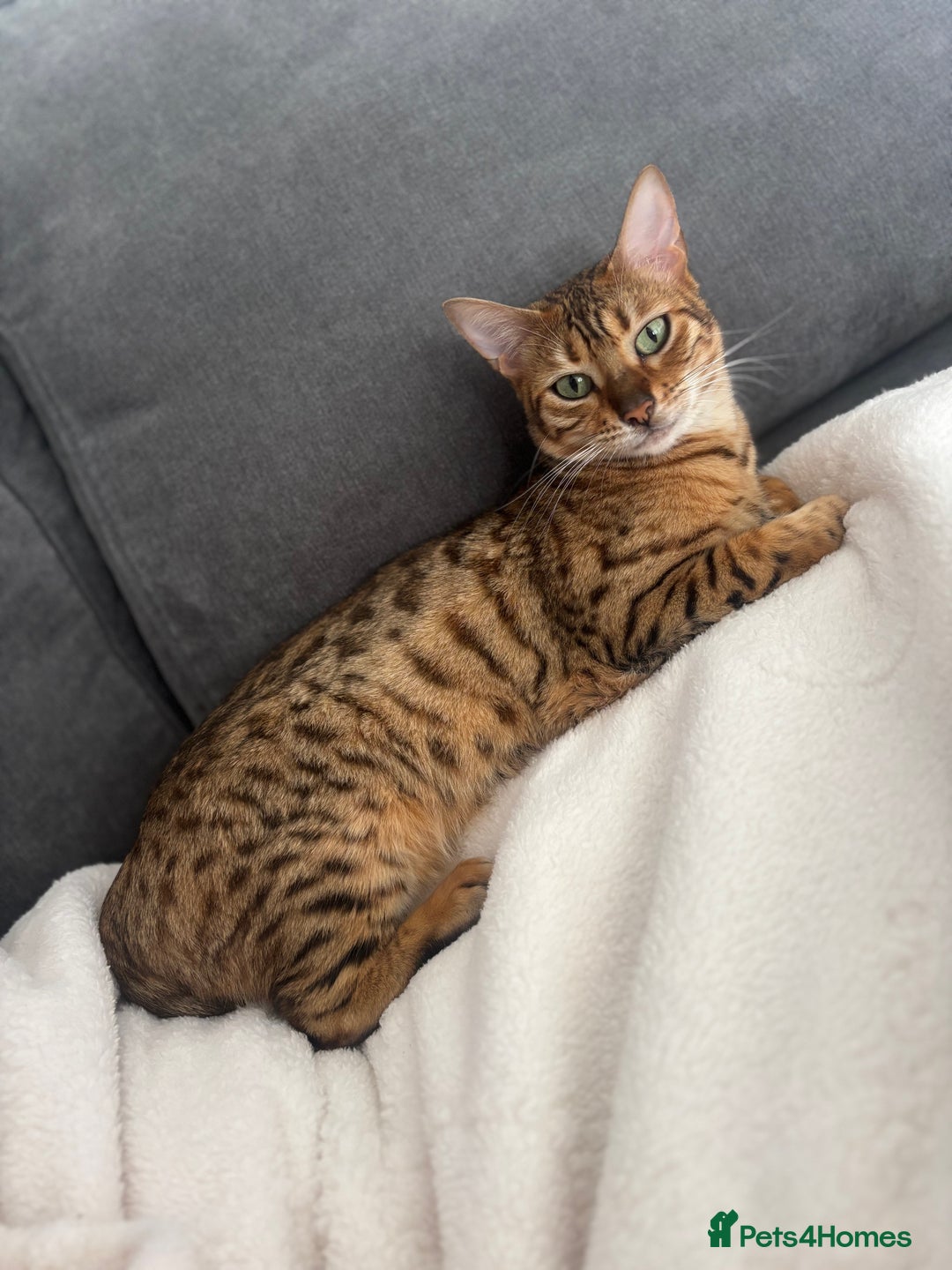 Bengal cats for sale: Callie - Image 3