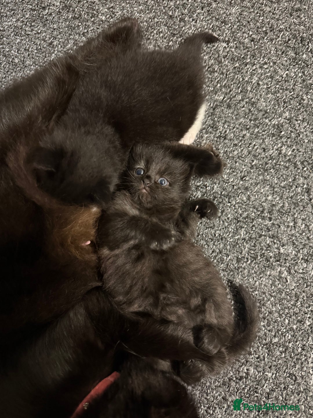 Mixed Breed cats for sale: Beautiful Fluffy Black Female Kitten  - Image 9