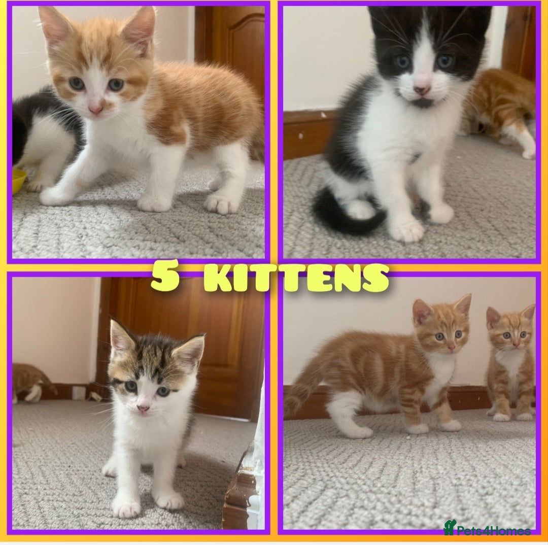 Mixed Breed cats for sale: 5 cute kittens for sale  - Image 1