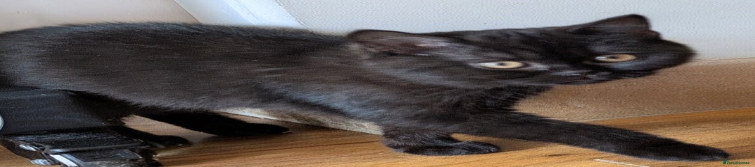 British Shorthair Kitten 2