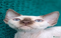 Devon Rex cats for sale: 🐱the boy ready for a change of home!!!  - Image 6