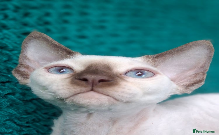 Devon Rex cats - Advert 1