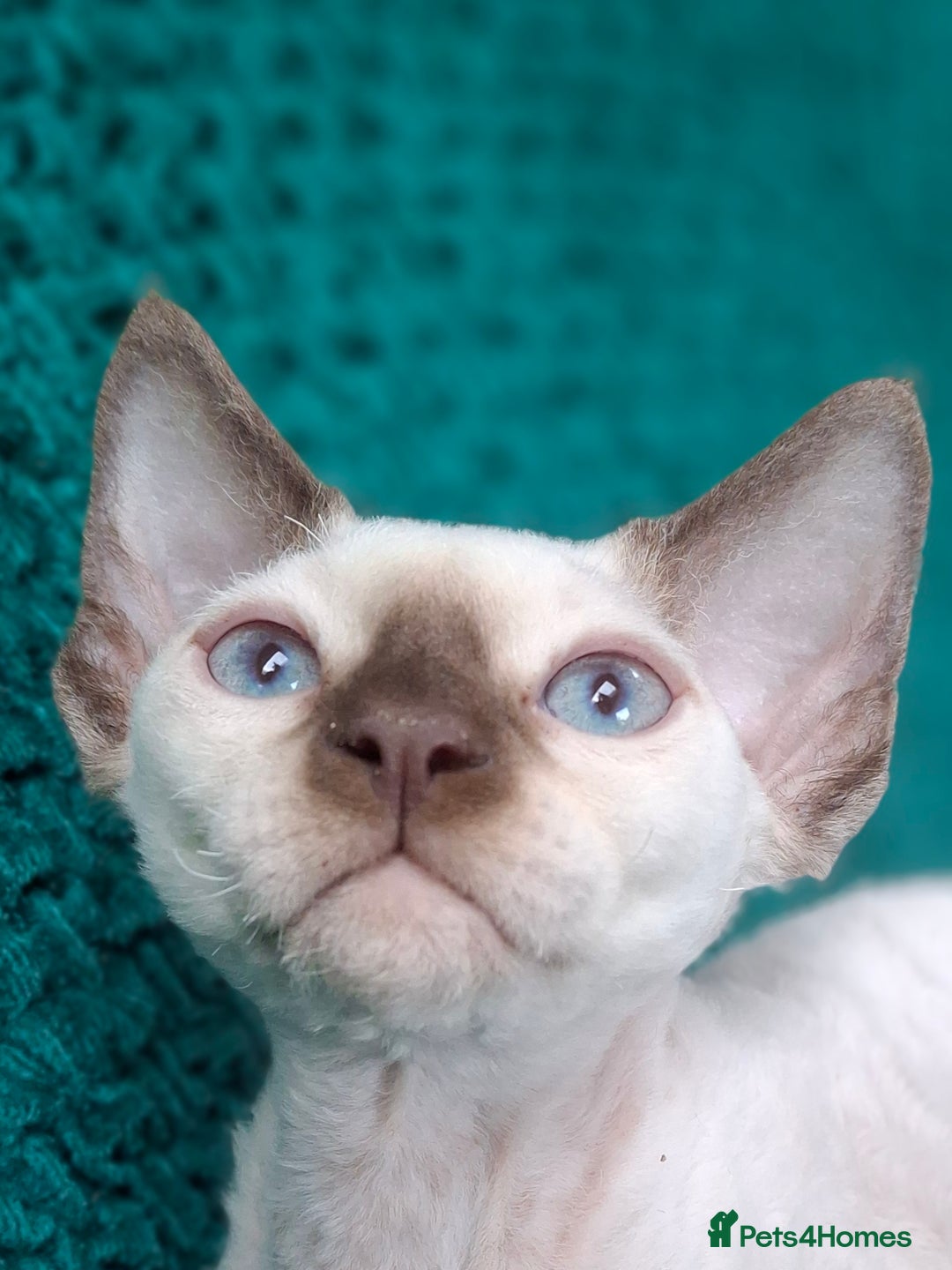 Devon Rex cats for sale: 🐱the boy ready for a change of home!!!  - Image 6
