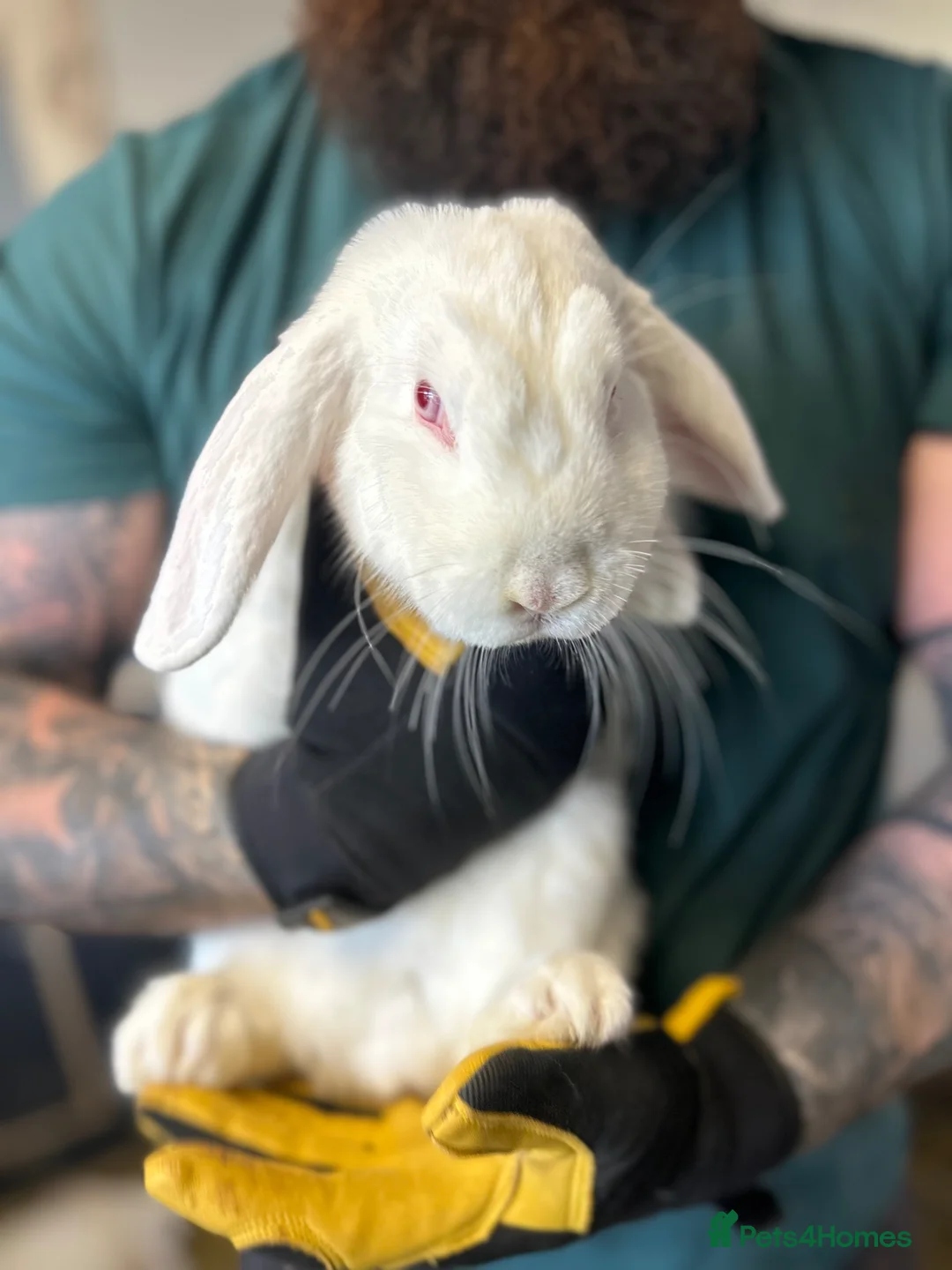 French Lop rabbits for sale: 2 White French Lop Rabbits, 4 Months - Advert 2