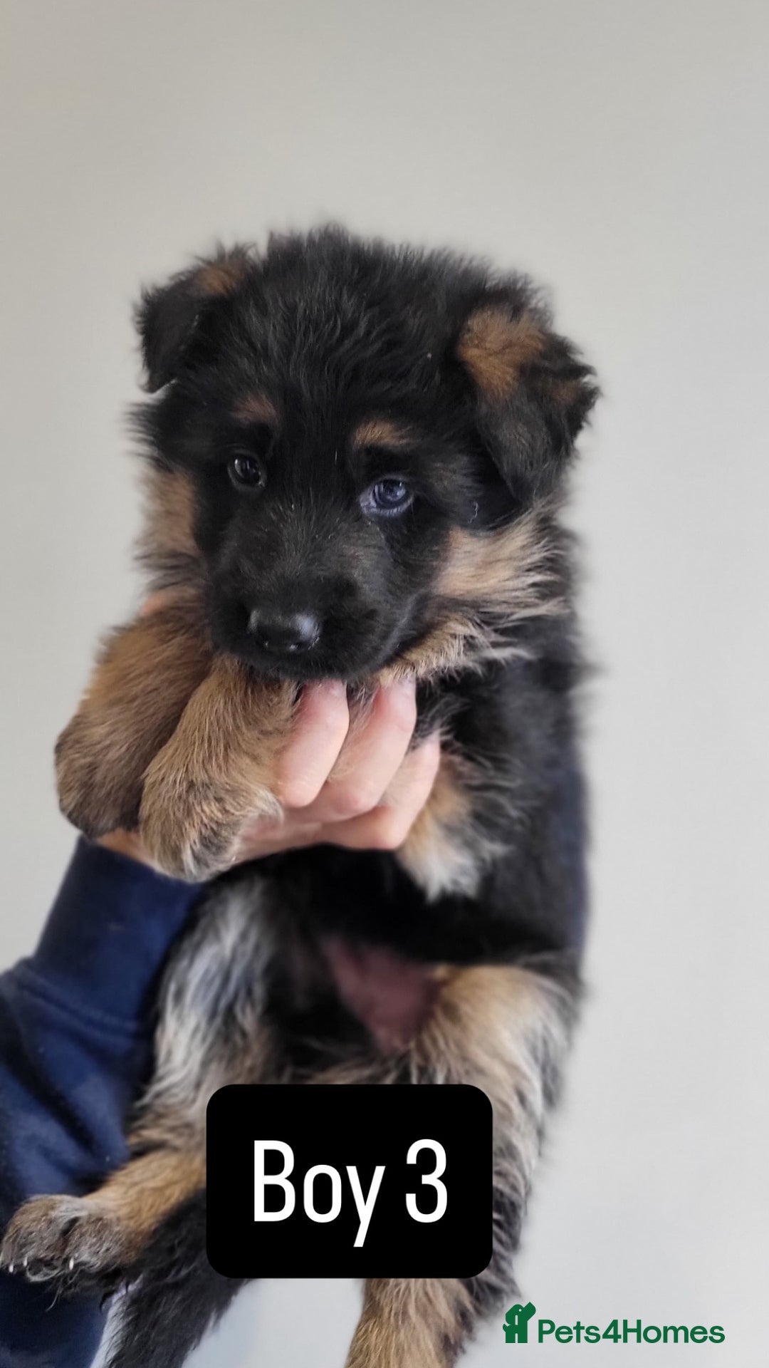 German Shepherd dogs for sale: Premium Pedigree GSD Puppies – Champion Bloodlines - Advert 19